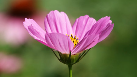 Cosmea flower double-pinnate is an annual flowering plant, the Asteraceae familyの写真素材
