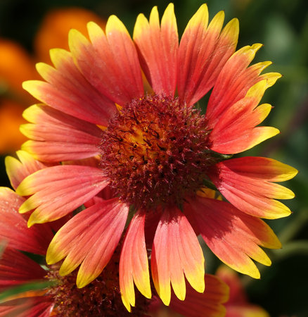 Flowers Gaillardia beautiful is an annual plant, the Aster family, without petalsの写真素材