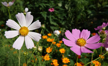 Cosmea flower double-pinnate is an annual flowering plant, the Asteraceae familyの写真素材