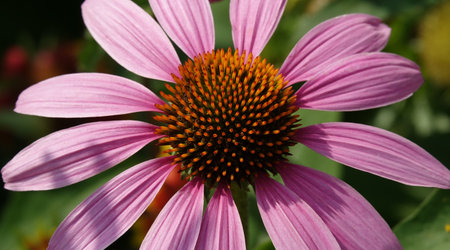 Flowers Echinacea purpurea is a perennial plant during summer floweringの写真素材