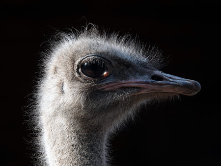 The ostrich is a large, ratite, flightless bird of the ostrich family; its scientific name...
