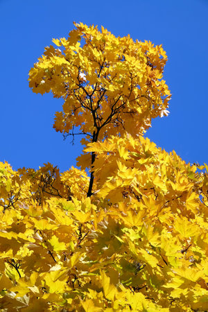 Yellow autumn leaves on tree branches against a blue skyの写真素材