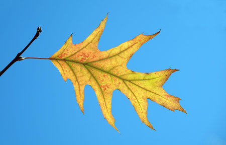 Autumn leaf on a tree branch in the sun rays of lightの写真素材