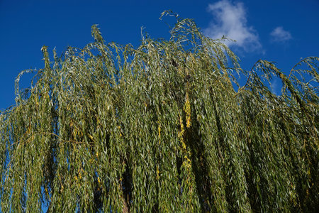 Hybrid willow tree with long branches close-upの写真素材