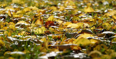 Yellow leaves on green grass in a park in the rays of the sunの写真素材