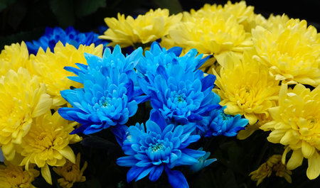 Yellow and blue flowers Chrysanthemums nature colors of the flag of Ukraine
