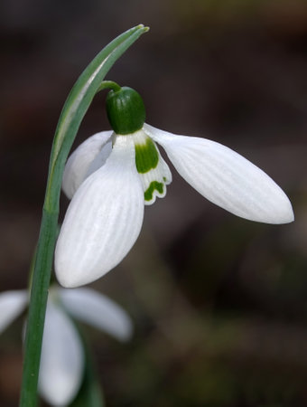 Snowdrop flower or Galanthus or milk flower is a herbaceous perennial plant of the Liliaceae familyの写真素材