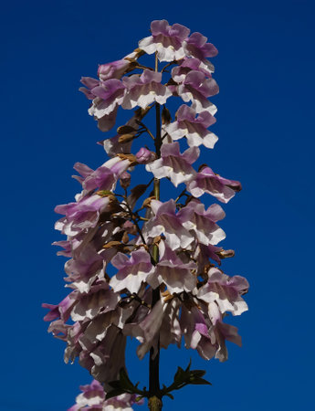 Paulownia tomentosa or imperial tree blooms with lilac flowers during the flowering periodの写真素材