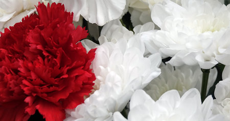 Garden carnation white and red flowers close-upの写真素材