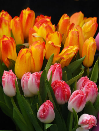 Tulip flower is very delicate and beautiful during the flowering period in spring outdoors macro photographyの写真素材