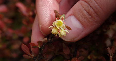 Edible garden barberry flowers on the branches of a bush in spring
