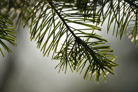 Coniferous tree branch with drops of dew - macro