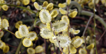 Goat willow tree in spring, buds with fluffy cats bloom on the branches
