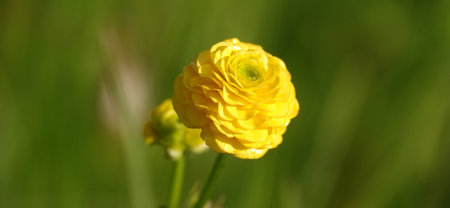 Buttercup ranunculus flowers during spring flowering in the garden
