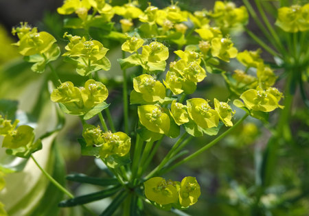 Euphorbia is a plant with green flowers growing in spring in Ukraine.