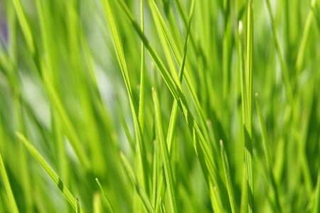 Background - Green grass Zubrovka fragrant sways in the wind