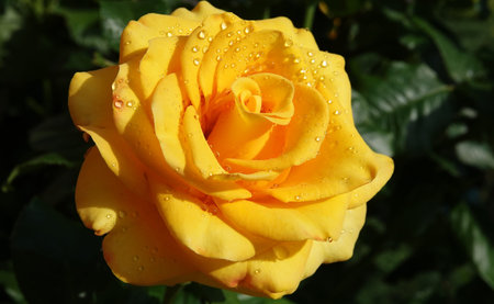 Yellow Rose flower close-up - is a perennial bush plant, family Rosaceae, genus Rosaの写真素材