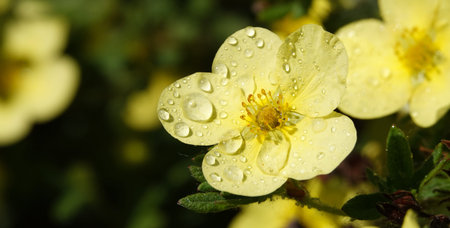 Flower Cinquefoil bush or Kuril tea or Cinquefoil is a shrub plant, family Rosaceae