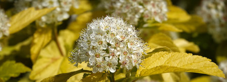 Diabolo flowers close up very delicate and beautifulの写真素材