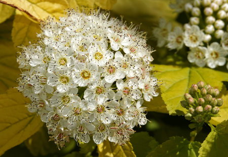 Diabolo flowers close up very delicate and beautiful