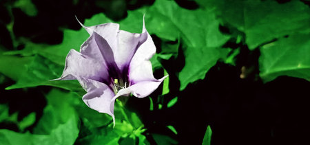 Flowers Datura common close-up very delicate and beautiful