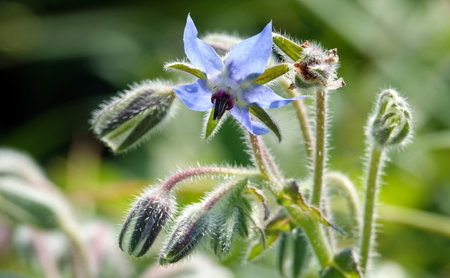 Flower Borage, or Borage grass, or Borage grass medicinal, or Borage, or Borage, or Borache, Borago officinalis flowering plants, genus Borage of the Borage family Boraginaceaeの写真素材