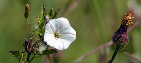 Flowers birch, bindweed, bindweed, dodder, dodder, fence entwining, bells, quiver, mouse fire, wicker, scatter, plumage, wild hopsの写真素材