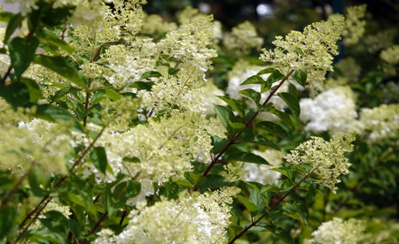 Flowers Polar Bear Hydrangea is a shrub plant of the Hydrangeaceae family