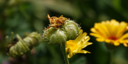 Calendula officinalis flower is a perennial herbaceous plant of the Asteraceae family.の写真素材