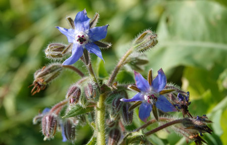 Flower Borage, or Borage grass, or Borage grass medicinal, or Borage, or Borage, or Borache, Borago officinalis flowering plants, genus Borage of the Borage family Boraginaceaeの写真素材