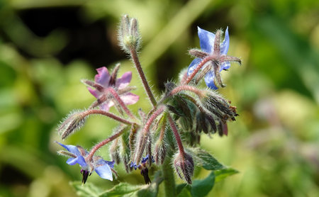 Flower Borage, or Borage grass, or Borage grass medicinal, or Borage, or Borage, or Borache, flowering plants, genus Borage of the Borage family Boraginaceaeの写真素材