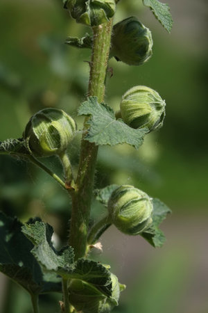 Double mallow is a beautiful flower blooming in summer