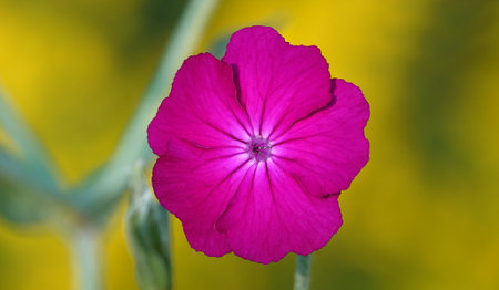 Lychnis coronata flowers close-up in the fieldの写真素材