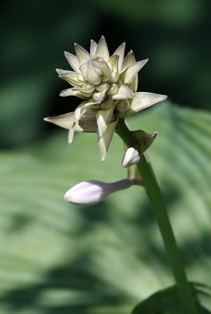 Hosta flowers close-up are very delicate and beautifulの写真素材