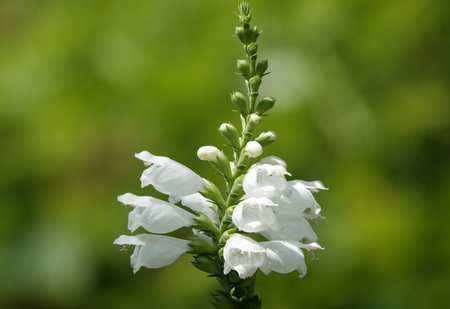 Flowers PHYSOSTEGIA VIRGINIA white close-up very delicate and beautifulの写真素材