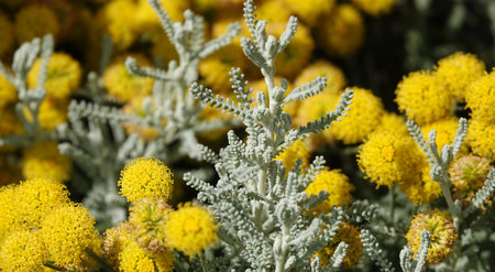 Flowers Santolina Razmorinolistnaya and Izyashnaya close-up are very delicate and beautiful