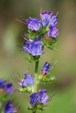 Echium vulgare, Echium vulgareの写真素材