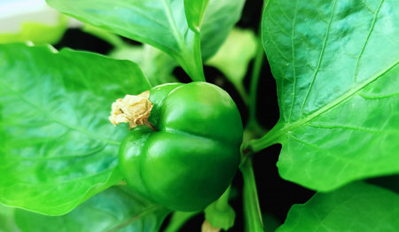Yellow sweet pepper pod ripening fruitsの写真素材
