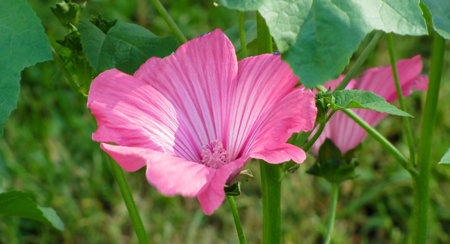 Flower Khatma or Malva triosmena - very delicate and beautiful during the flowering period in spring...
