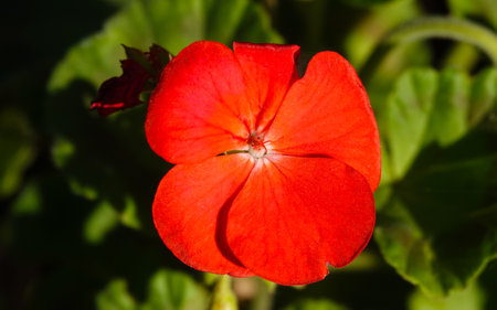 The flower of the plant Geranium or Zhuravelnik is a perennial herbaceous plant, family Geraniumaceaeの写真素材
