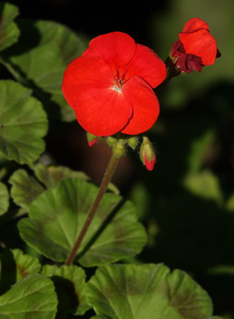 The flower of the plant Geranium or Zhuravelnik is a perennial herbaceous plant, family Geraniumaceaeの写真素材