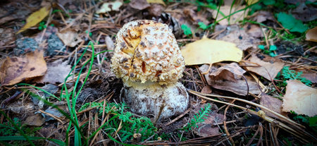 The small red fly agaric mushroom grows in a forest clearing on a sunny day