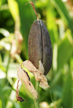 Iris flower seeds with blue delicate petals or Cockerel or Iris in the daytime
