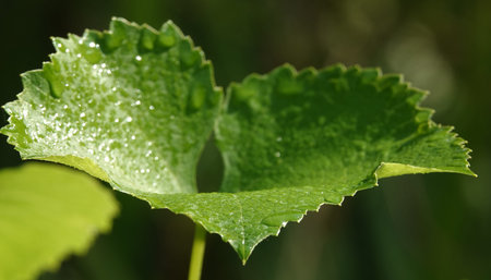 Grape leaf during the day in bright sun in summer