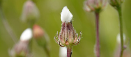 Skerda small leaf flowers growing in the field Ukraineの写真素材