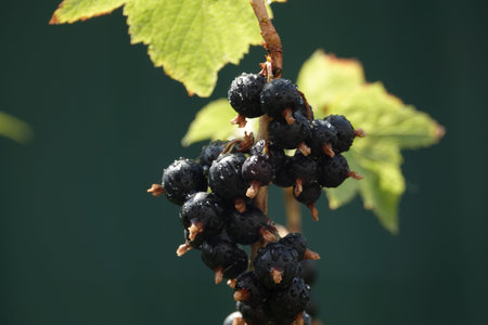 Current plant its black berries on a branch of a bush
