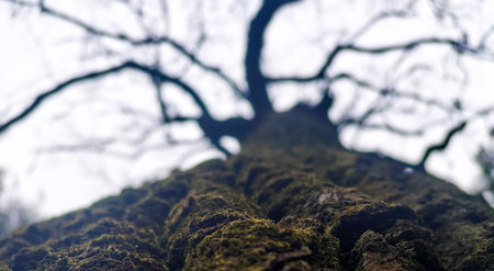 Tree with long branches against the skyの写真素材