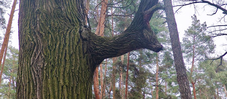 Trees in the autumn forest with bizarre shapes similar to images of creaturesの写真素材