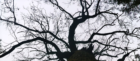 Tree with long branches against the skyの写真素材