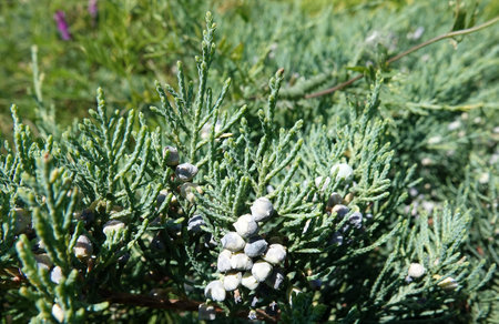 Juniper virginica plant wild with berriesの写真素材